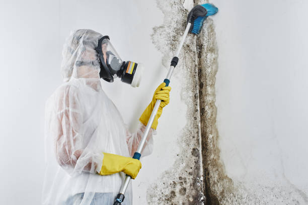 Professional Mold Removal in Quakertown, PA