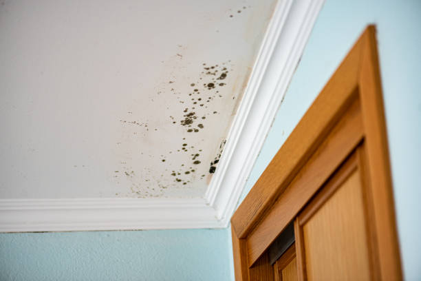 Best Fast Mold Removal  in Quakertown, PA