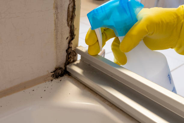 Best Black Mold Removal  in Quakertown, PA