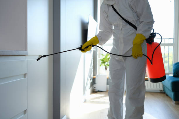 Best Mold Damage Repair  in Quakertown, PA
