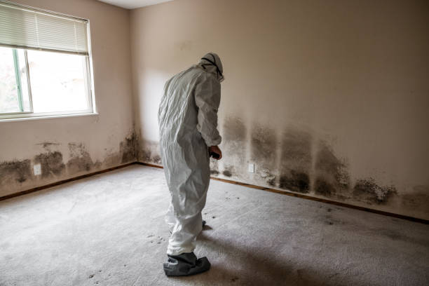 Best Crawl Space Mold Removal  in Quakertown, PA