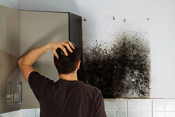Best Black Mold Removal  in Quakertown, PA