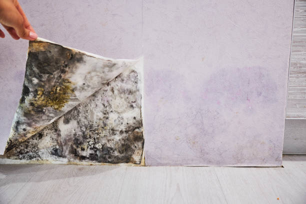 Best Professional Mold Removal  in Quakertown, PA